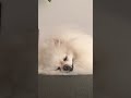 Sleepy puppy JioJio #dog #pomeranian #cutedog #japan #cute #puppy #japan #chill
