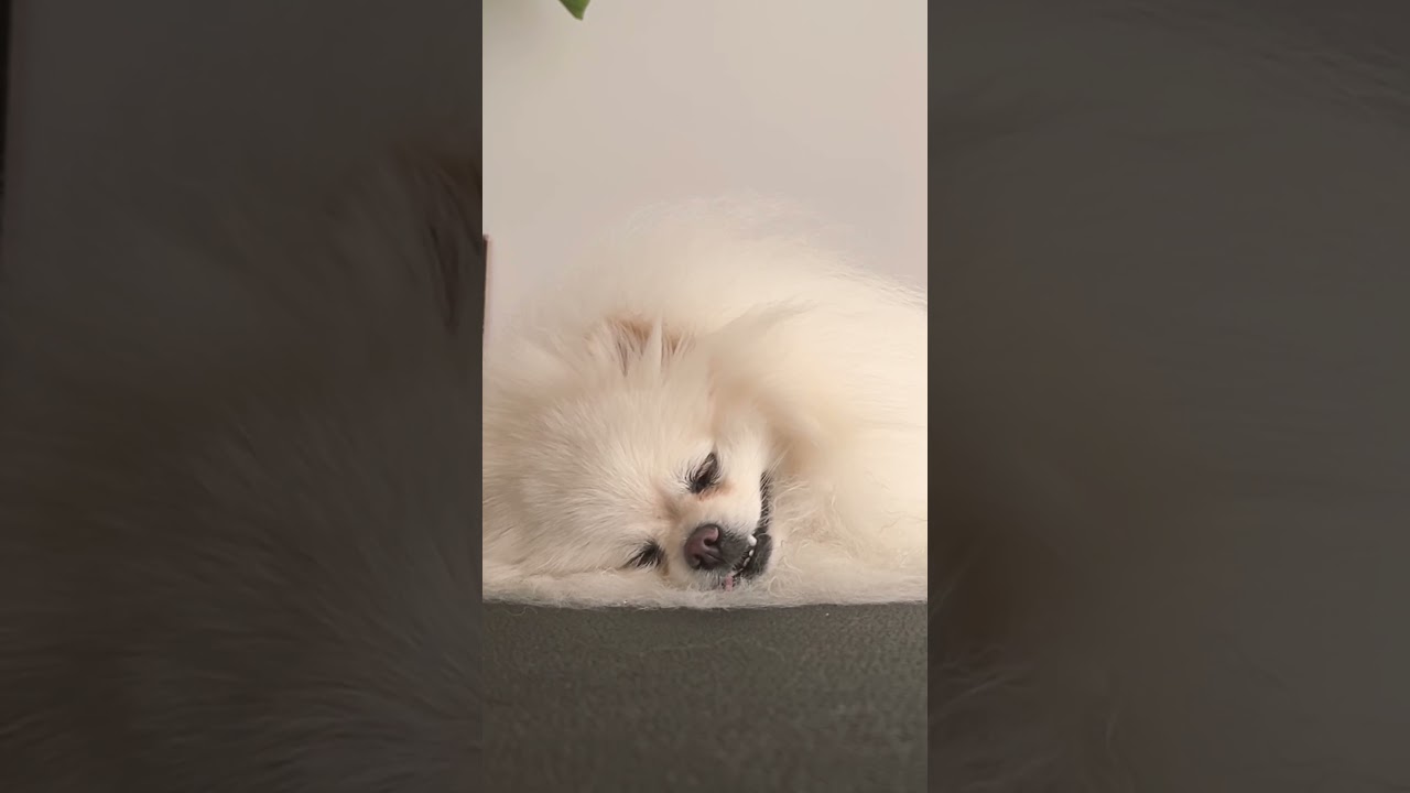 Sleepy puppy JioJio #dog #pomeranian #cutedog #japan #cute #puppy #japan #chill