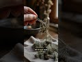 Уснея: не трава и не гриб