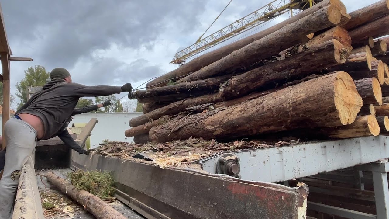 Man vs Mountain of Logs.