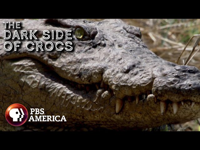 The Dark Side of Crocs FULL SPECIAL | PBS America class=