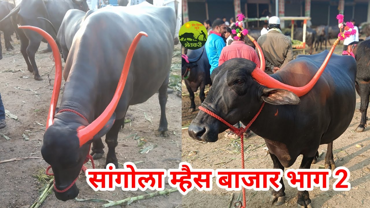 म्हैस बाजार सांगोला. भाग 2 