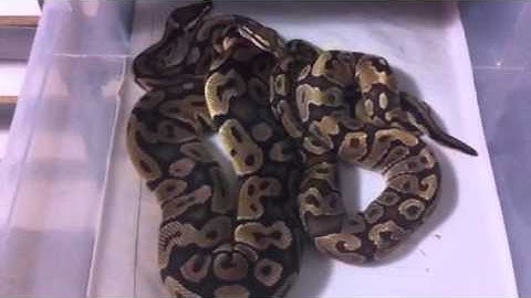 Ball python lock-up