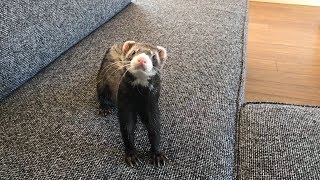 my ferrets exploring their new place by channel4ferrets 19,499 views 5 years ago 1 minute, 21 seconds