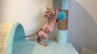Baby Groot, the Sphynx Kitten by ScantilyCladSphynx 285 views 3 years ago 39 seconds