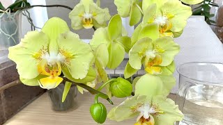 продавец орхидей ПРОХИНДЕЙ только огорчение от его орхидей // воздушные корни орхидеи как фитиль