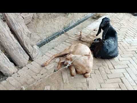 anyml shamo din ka time soya hua #goot