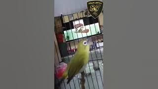 Master pleci cerdas baja Jatim mantap, bagus sekali untuk masteran