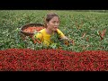 Harvesting ripe red pepper garden  lieu harvested for sale at highland markets