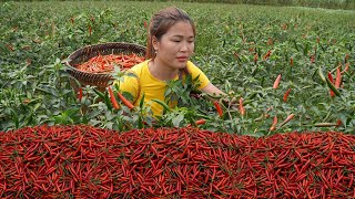 Harvesting Ripe Red Pepper Garden  Lieu Harvested for sale at highland markets,