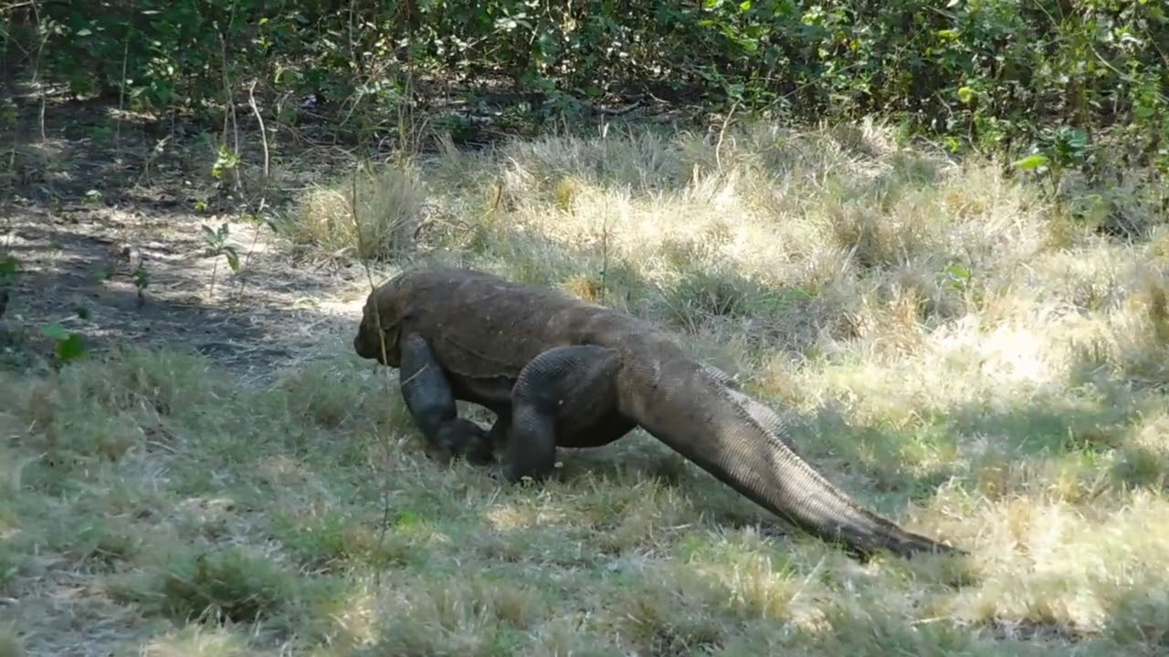 Incontro Ravvicinato Con Il Drago Di Komodo Youtube
