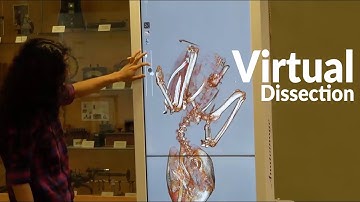 New Virtual Dissection Table