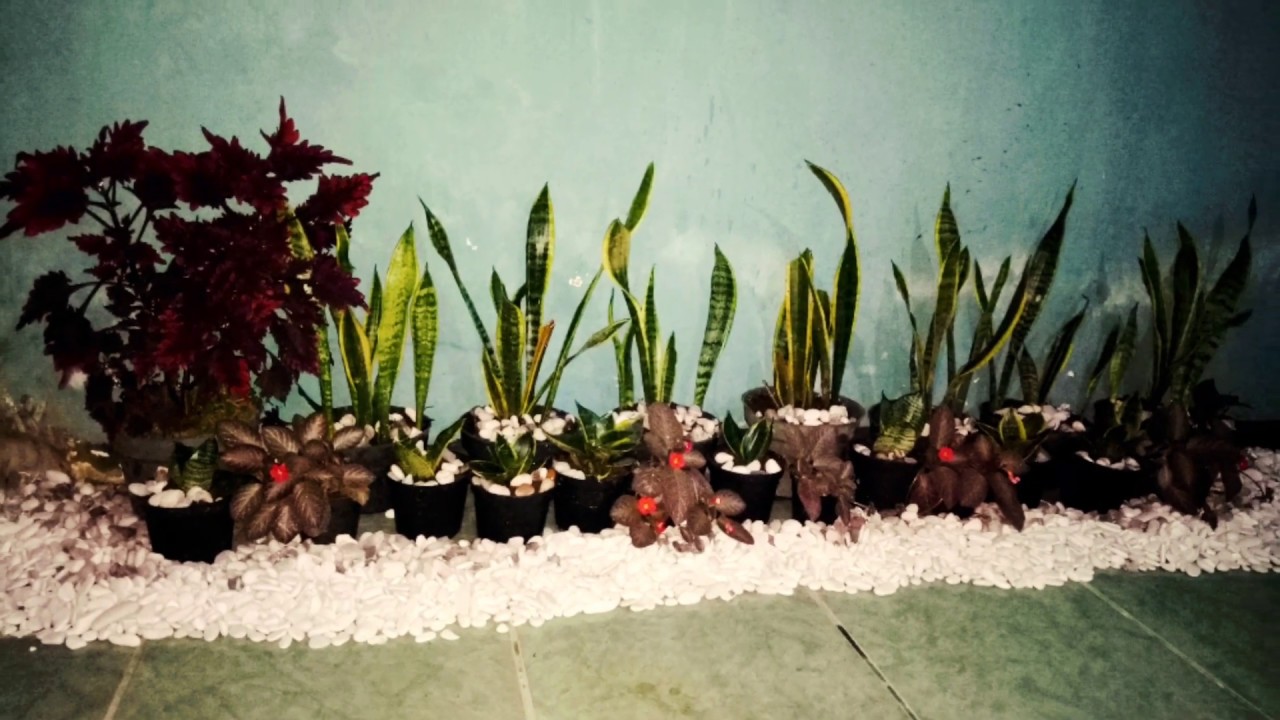  Ide  Kreatif  Menghias Dalam Rumah  Menggunakan Bunga Batu 