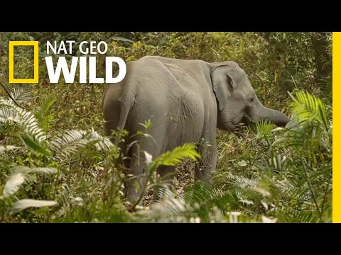 The Complicated Relationship Between Humans and Elephants | Nat Geo WILD