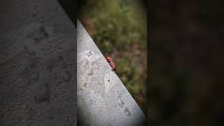 Beautiful Insect view #viralshort #nature #beautifulnature
