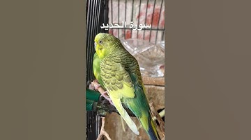 #سورة_الحديد #قرآن #محمد_الفقيه #اليمن #اكسبلور #طيور #البادجي #تربية_الطيور #quran #birds #budgies