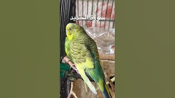 #سورة_الحديد #قرآن #محمد_الفقيه #اليمن #اكسبلور #طيور #البادجي #تربية_الطيور #quran #birds #budgies
