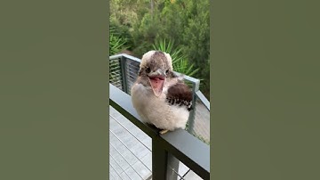 Thumbnail of Baby Kookaburra Looks Like It's Smiling || ViralHog