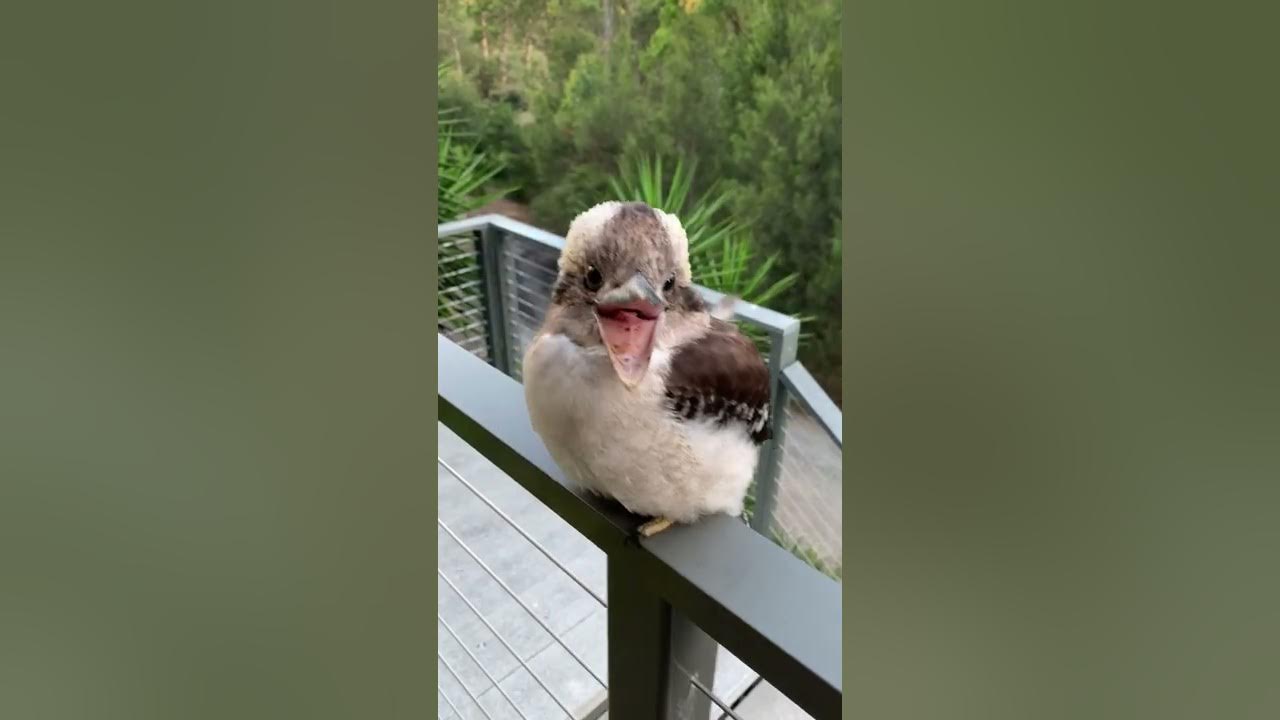 Baby Kookaburra Looks Like It's Smiling || ViralHog