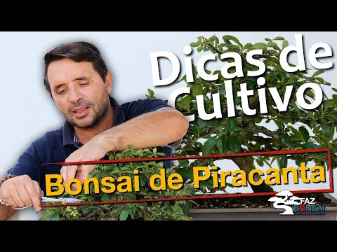 Dicas de cultivo