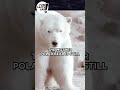 Surviving Motherhood in the Harshest Climate Polar #shorts #funfacts #polarbear #motherhood #winter
