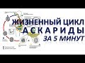 ЖИЗНЕННЫЙ ЦИКЛ АСКАРИДЫ ЗА 5 МИНУТ (+Разбор заданий)