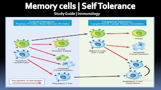 Memory cells ,Self tolerance , Negative and Positive selection | Immunology|Study Guide|