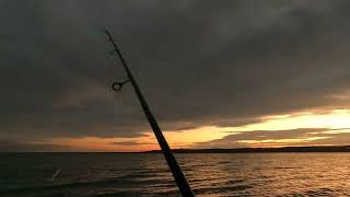 CÂU CÁ , Fishing Striper at Texoma Lake by Trantuong49 263 views 3 months ago 17 minutes