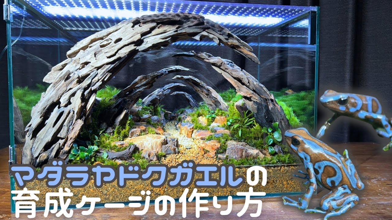 マダラヤドクガエルの育成ケージ制作 | 45cm水槽 | 流木レイアウト