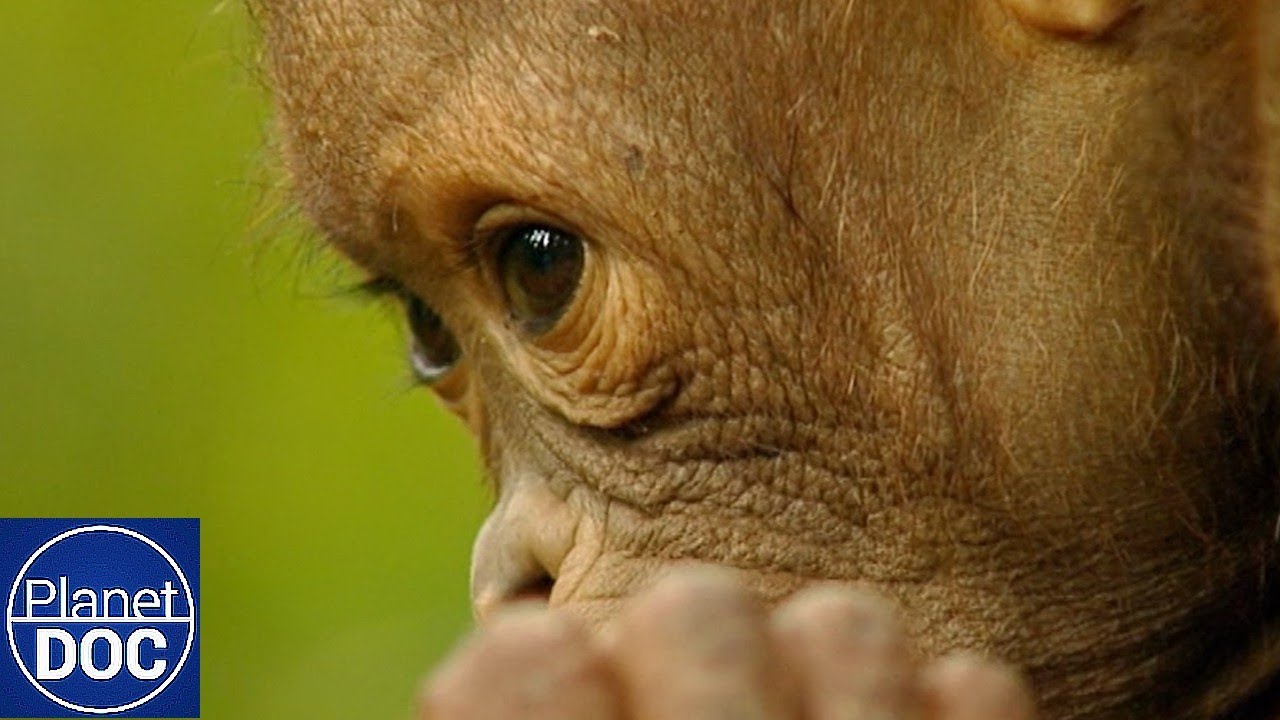 El Espíritu Rojo de Borneo 🌿 | Orangutanes, Rinocerontes y Plantas Carnívoras (Documental Completo)