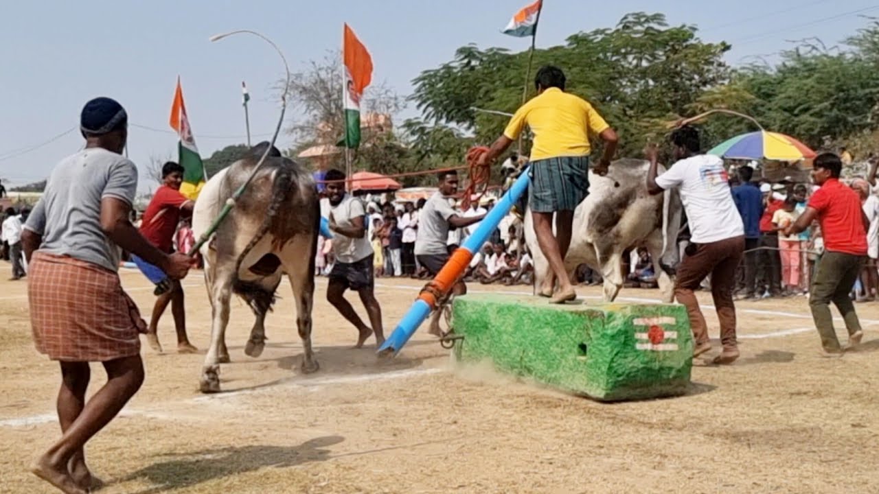 కోడేరు సీనియర్ విభాగం బండలాగుడు పోటీలు 3వ జత పఠాన్ షారుక్ కాన్ గార్లదిన్నె-సైతాన్ సైకో-ox videos-ox