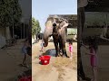 A Day With Elephants At Elefun