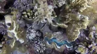Живые кораллы Красного Моря Живые кораллы Красного Моря