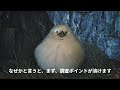 フワフワクイナについて～軽い解説？と捕まえかた