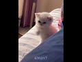 Cat Kung Fu рџ Ђ Cat Kung Fu рџ Ђ