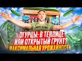 Огурцы в теплице: урожай в разы больше, чем в открытом грунте!