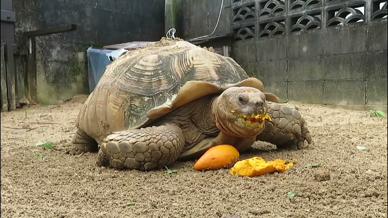 カメタベルカニステル。 - YouTube
