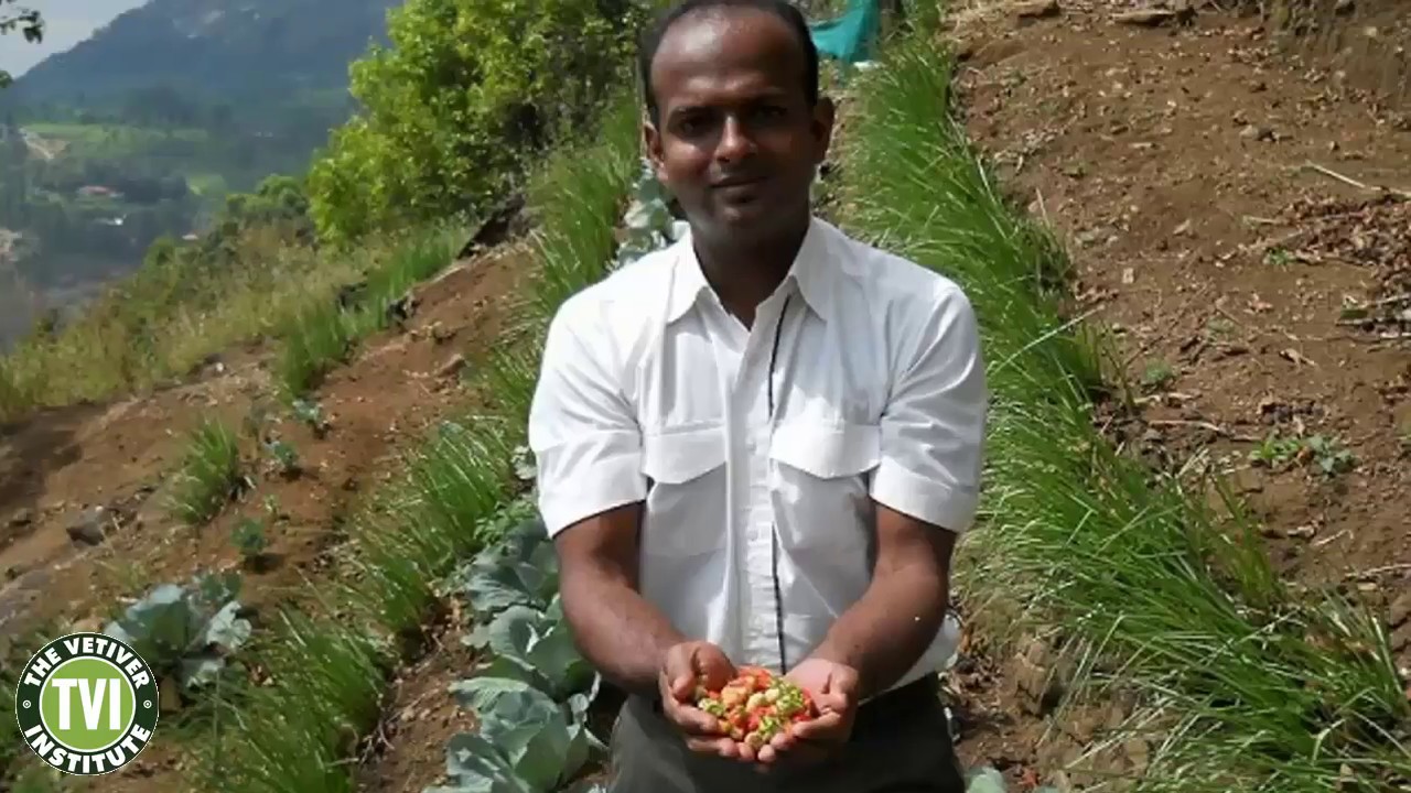 Vetiver for Soil and Water Conservation