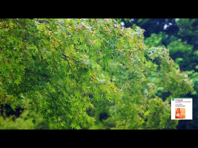 ヴィヴァルディ:管楽器のための協奏曲/ミュンヘンCO/シュタットルマイア/ドイツ ヴィヴァルディ・エディション（66CD） : ヴィヴァルディ（1678