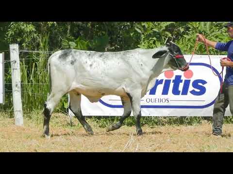 LOTE 3  FAZENDA CACHOEIRA   CRMR0805