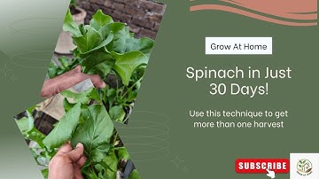 30 Days Later: Spinach Update & First Harvest