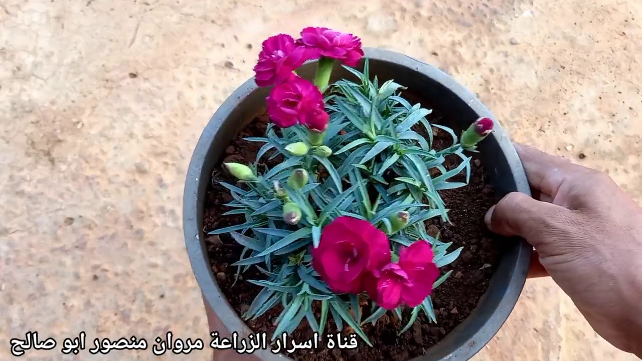 زراعة القرنفل من البذور