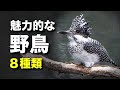 ヤマセミの見つけ方など、８種類の野鳥を解説！