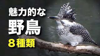 ヤマセミの見つけ方など、８種類の野鳥を解説！