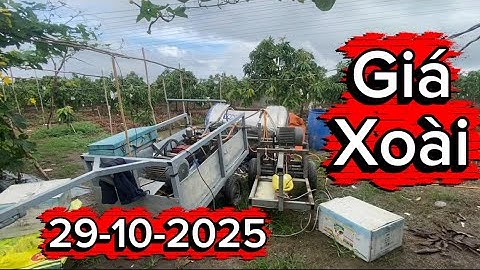 Giá xoài Đài Loan và Cát hòa lộc ngày 29 tháng 10, 2025