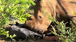 Rescued And Released Rhino Gives Birth In Stunning Footage