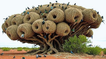 Most Incredible Bird Nests That Redefine Natural Architecture!