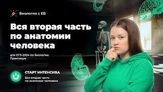 Старт интенсива | Вся вторая часть по анатомии человека для ЕГЭ 2024 по биологии. Практикум.