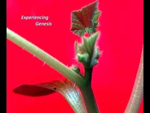 Genesis 29 Dr David Copeland