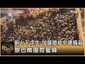 砲火下求生 加薩廢墟中建蜂箱 黎巴嫩復育蜜蜂｜方念華｜FOCUS全球新聞20260803 @TVBSNEWS01